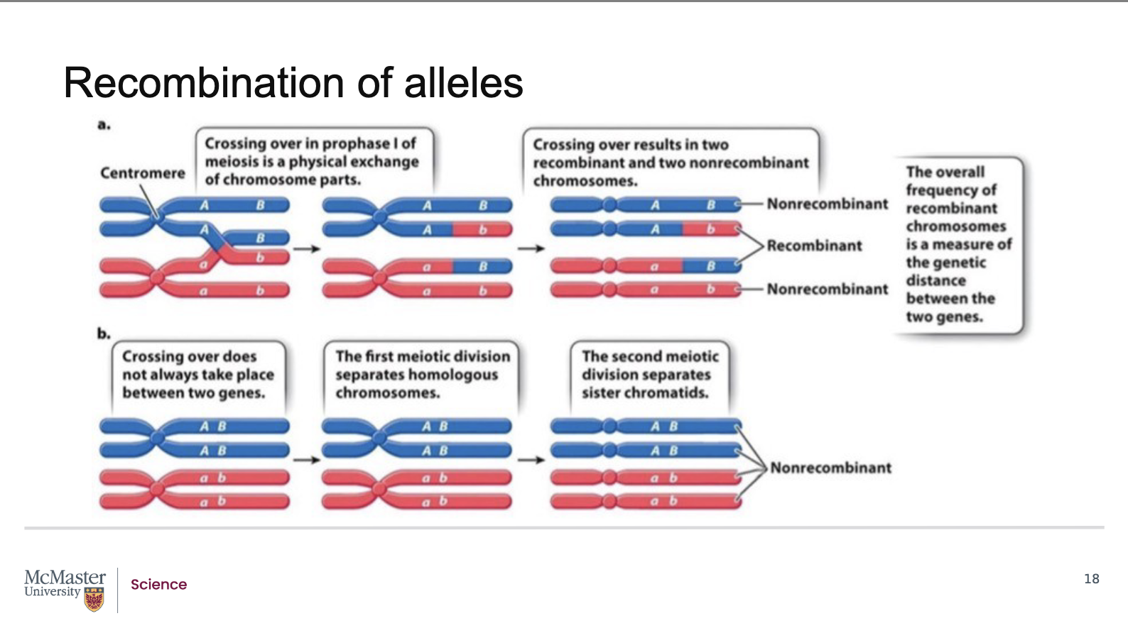 <p><strong>Back (Answer):</strong></p><ul><li><p>During <strong>recombination</strong>, the <strong>physical position of genes on the chromosome does not change</strong></p></li><li><p>What changes is:</p><ul><li><p>The <strong>association of alleles</strong> carried on each chromatid</p></li></ul></li><li><p>If two linked genes are <strong>far enough apart</strong> on a chromosome:</p><ul><li><p>A crossover occurring between them can separate their alleles</p></li><li><p>This produces <strong>recombinant chromatids</strong> with new allele combinations</p></li></ul></li><li><p>If two linked genes are <strong>very close together or immediately adjacent</strong>:</p><ul><li><p>Crossovers are unlikely to occur in the region between them</p></li><li><p>Even if crossing over occurs elsewhere on the chromosome, it will not separate these genes</p></li></ul></li><li><p>As a result:</p><ul><li><p>Closely linked genes show <strong>little or no recombination</strong></p></li><li><p>More distant linked genes show <strong>higher recombination frequency</strong></p></li></ul></li></ul><p></p><p><strong>Key takeaway:</strong><br>The farther apart two genes are on a chromosome, the more likely recombination will separate their alleles.</p><p></p>