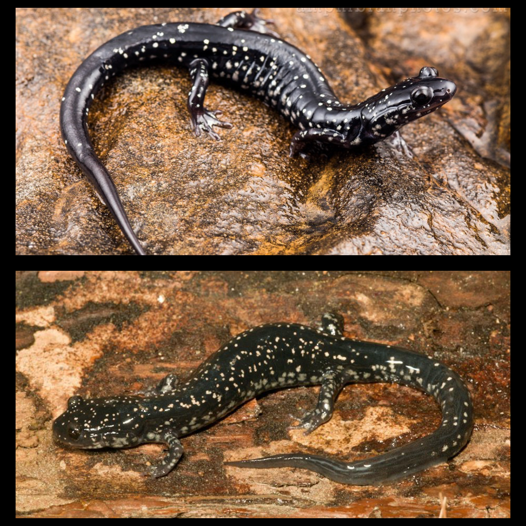 <p>Kiamichi Slimy Salamander</p>