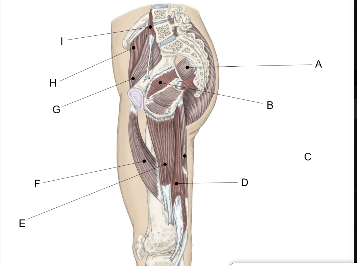 <p><span>Match the LETTER (A-I) with the anatomical structure it is labelling.</span></p>