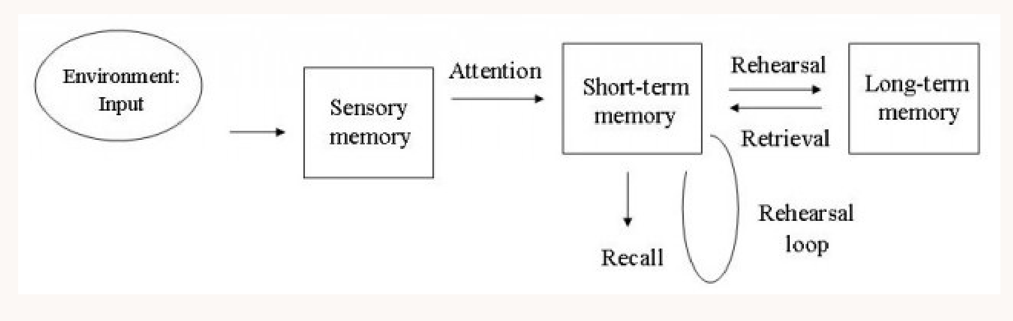 <p></p><ul><li><p><strong>Sensory memory</strong> (sight, hearing, etc) → Info received through environmental stimulus using senses for brief moment </p></li><li><p><strong>Short-term memory </strong>→ Store with limited capacity (7±2) and duration </p><ul><li><p>Info enters STM if <u>attention</u> is given to sensory buffer/memory </p></li><li><p>New info that is not rehearsed or disrupted → <u>displaced</u> </p></li></ul></li><li><p><strong>Long - memory </strong>→ Store with unlimited capacity with extensive duration </p><ul><li><p>Info transfers to LTM after <u>rehearsal</u> </p></li><li><p>Info transferred from LTM → STM = <u>Retrival</u> </p></li></ul></li></ul><p></p>