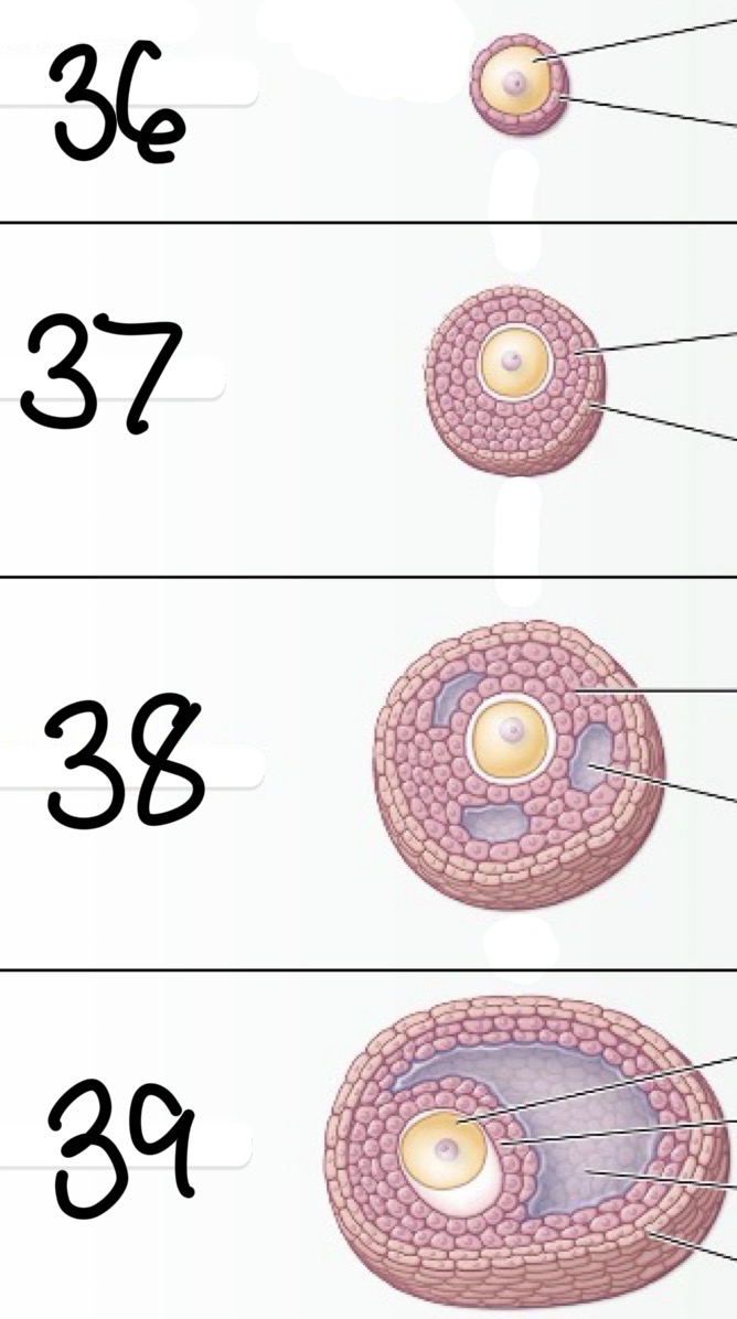 <p>38</p>