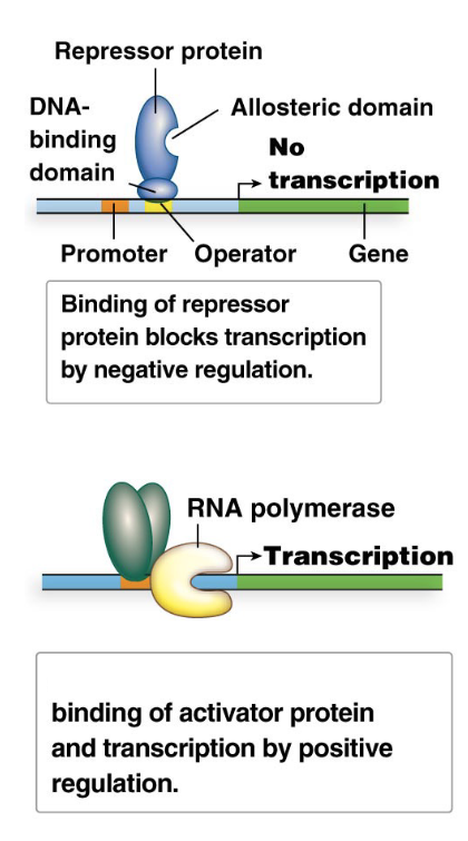 <ul><li><p><strong>Negative control of transcription:</strong> Involves the binding of a <strong><em>repressor protein</em> </strong>to a regulatory DNA sequence, which <strong><em>prevents</em> </strong>transcription of a gene or gene cluster.</p><ul><li><p>The default state can be ON (repressor inactive) or OFF (repressor active).</p></li></ul></li><li><p><strong>Positive control of transcription:</strong> Involves the binding of an <strong><em>activator protein</em> </strong>to a regulatory DNA sequence, which <strong><em>helps</em> </strong>RNA polymerase initiate gene transcription.</p></li></ul><p></p>