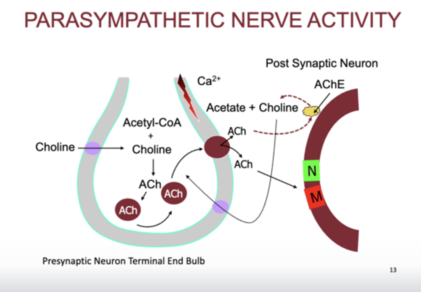 <p>- choline is in our diet</p><p>- binds with Acetyl CoA</p><p>- forms ACh</p><p>- ACh goes into presynaptic vesicles</p><p>- depolarization occurs, Ca rushes in, tells ACh to be released</p><p>- binds to nicotinic or muscarinic</p><p>- it is broken down by AChE</p><p>- Choline is brought back into presynaptic terminal by choline reuptake transporter</p>