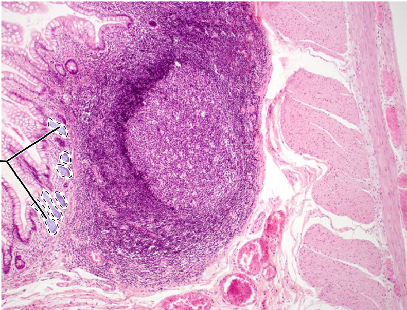 knowt flashcard image