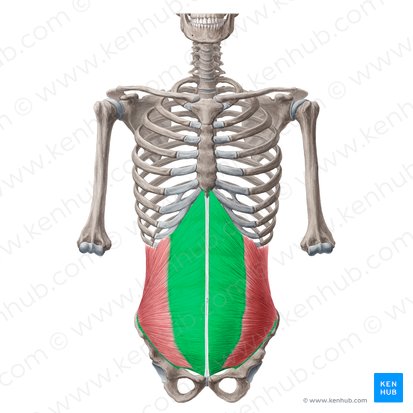 <p>What is this muscle?</p>