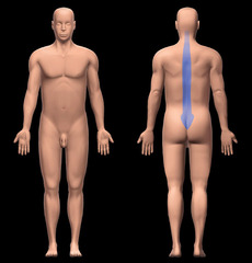 <p>spine</p>