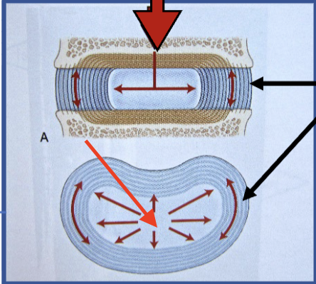 <p>watery gel-like core of intervertebral disc that allows for flexibility and cushioning</p>