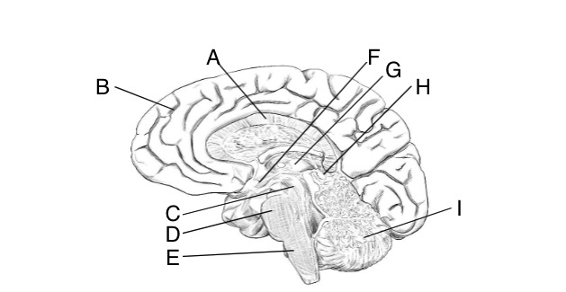 <p>Identify F and describe function</p>