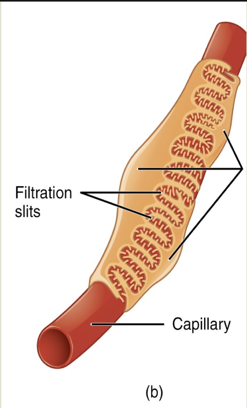 <p>projections that interdigitate to form filtration slits, leaving small gaps between the digits to form a sieve</p>
