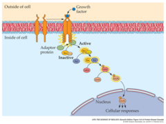 <p>a pathway in which one protein kinase activates the next, and so on</p>