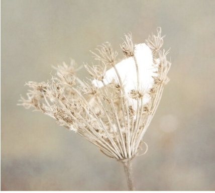 <p>compound umbel, close &amp; open in response to atm. humidity in winter either open or curved in on itself like bird’s nest</p>