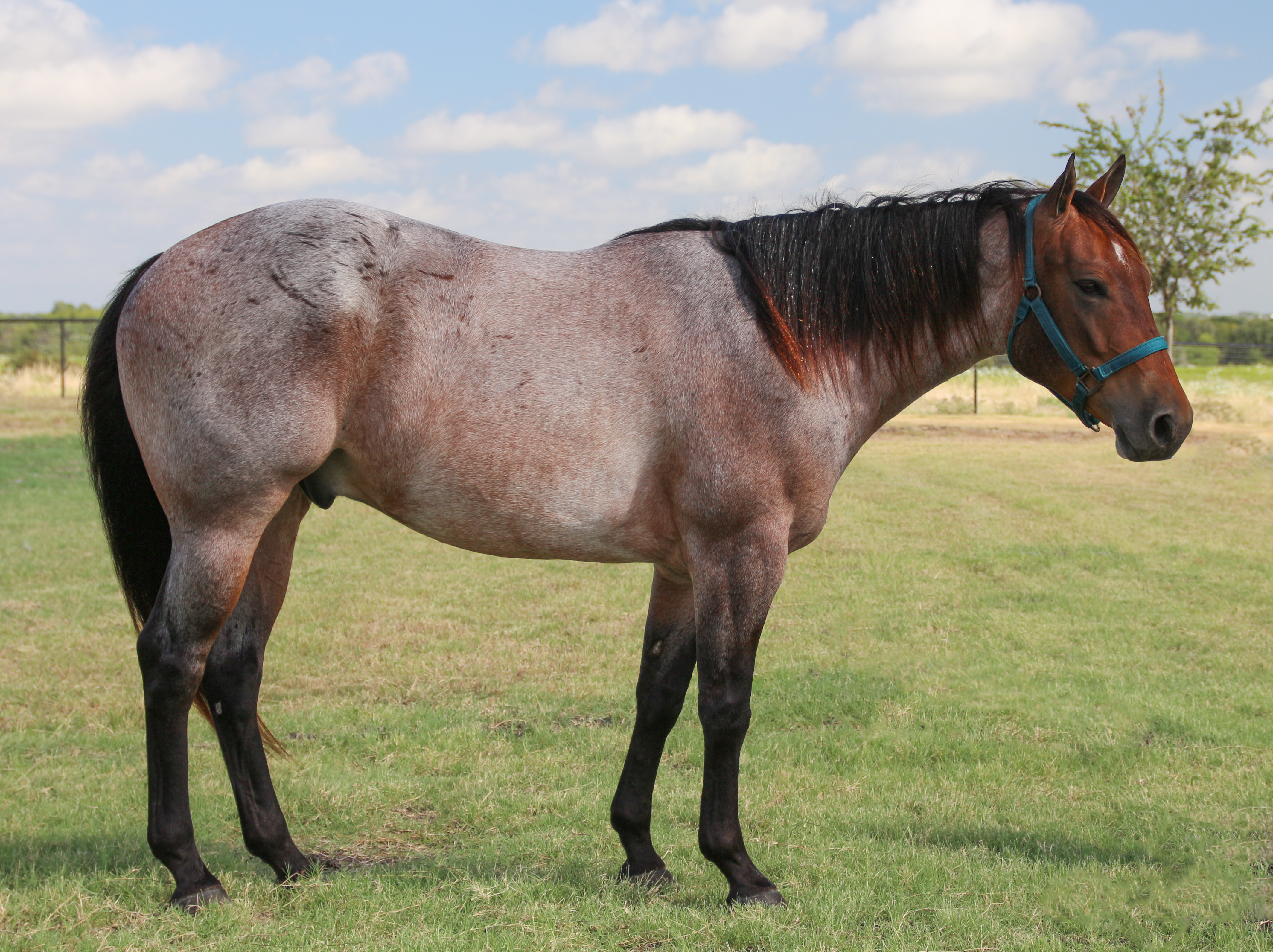 <p>White hairs mixed with horses base color; typically heads are solid color; do not change color throughout their lives</p>