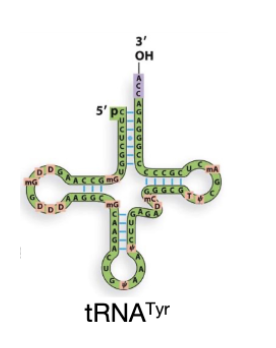 <p><span style="background-color: transparent;">tRNA^Tyr </span></p>