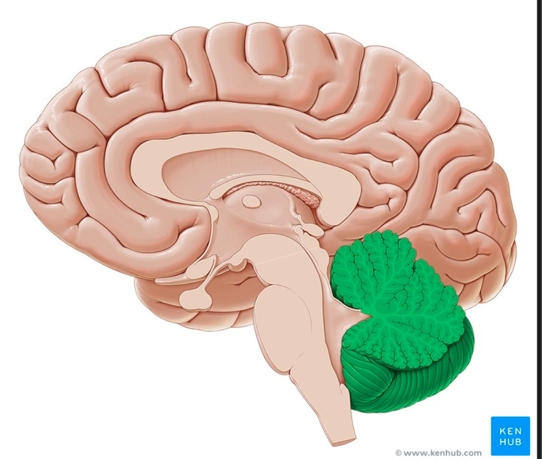<p>What SPECIFIC and MAJOR REGION corrects movements?</p>