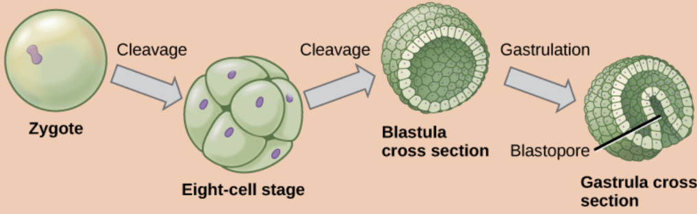 <ol><li><p>zygote</p></li></ol><p>cleaves</p><ol><li><p>eight cell stage </p></li></ol><p>cleaves</p><ol><li><p>blastula cross section (hollow)</p></li></ol><p>gastrulation</p><ol><li><p>gastrula cross section- blastopore and archenteron (early mouth and anus canal) forms</p></li></ol><ul><li><p>germ layers (origins of tissues) - endoderm and ectoderm first and then mesoderm in between</p></li></ul><ul><li><p>Hox genes that control development in most</p></li></ul><p></p>