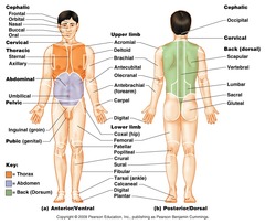 <p>area where thigh meets body trunk; groin</p>