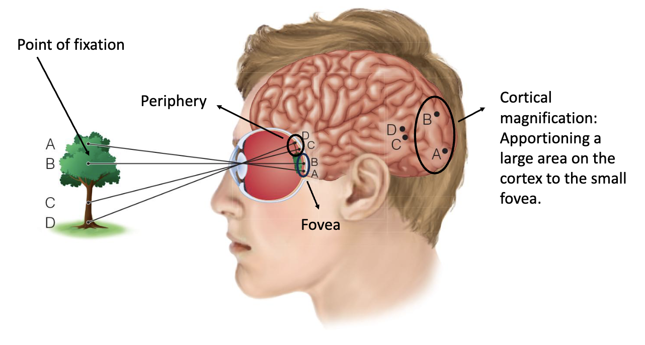<p>Apportioning a large area on the cortex to the small fovea </p>