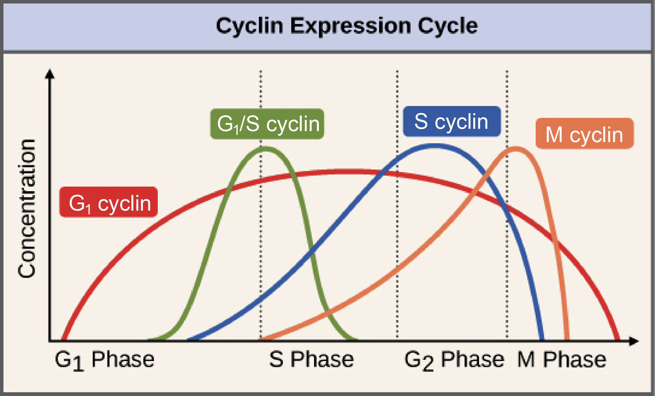 <p>Cyclin Fluctuation Throughout Cell Cycle</p>
