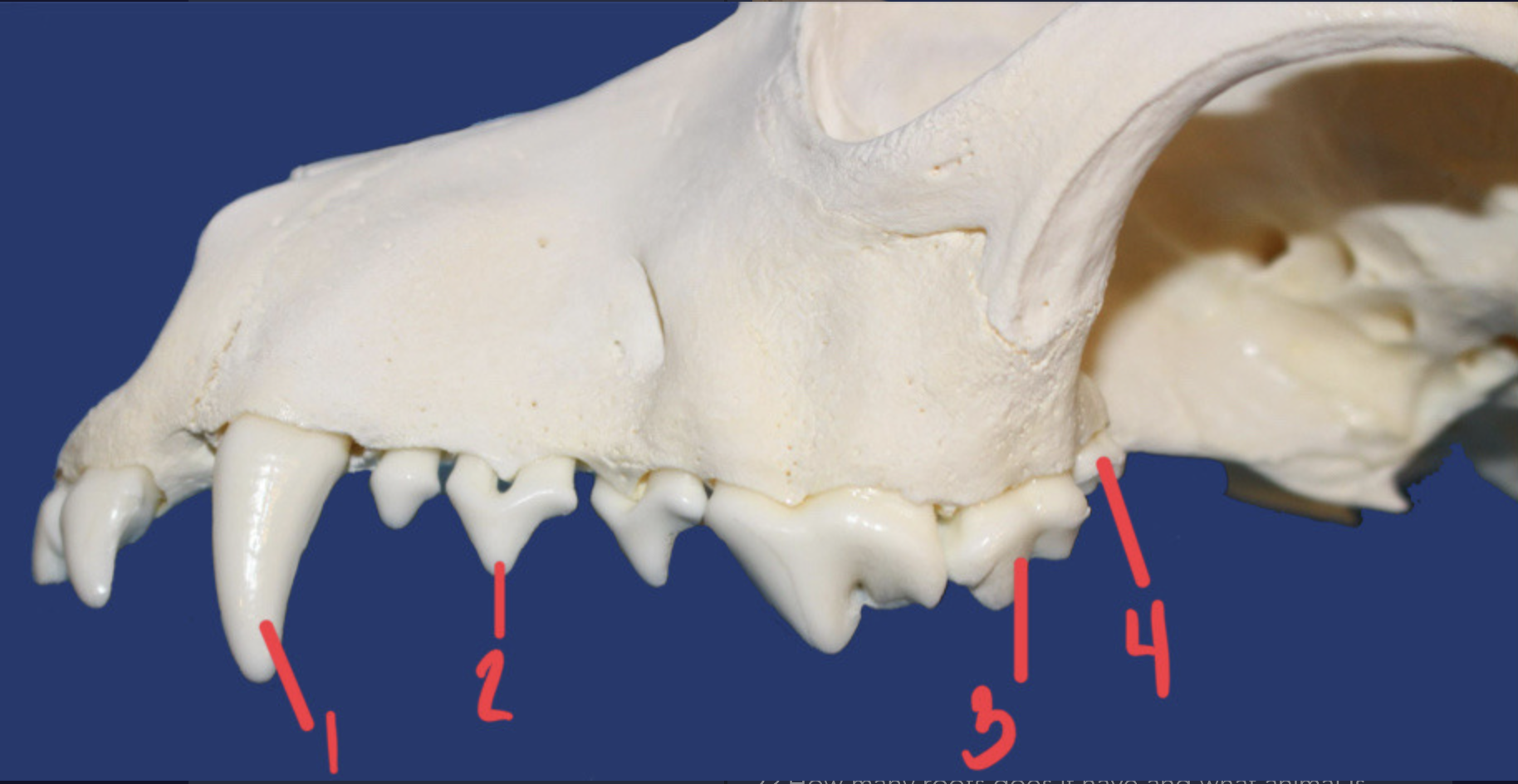 <p>What is the number according to the triadan system for 2? How many roots does it have and what animal is this?</p>