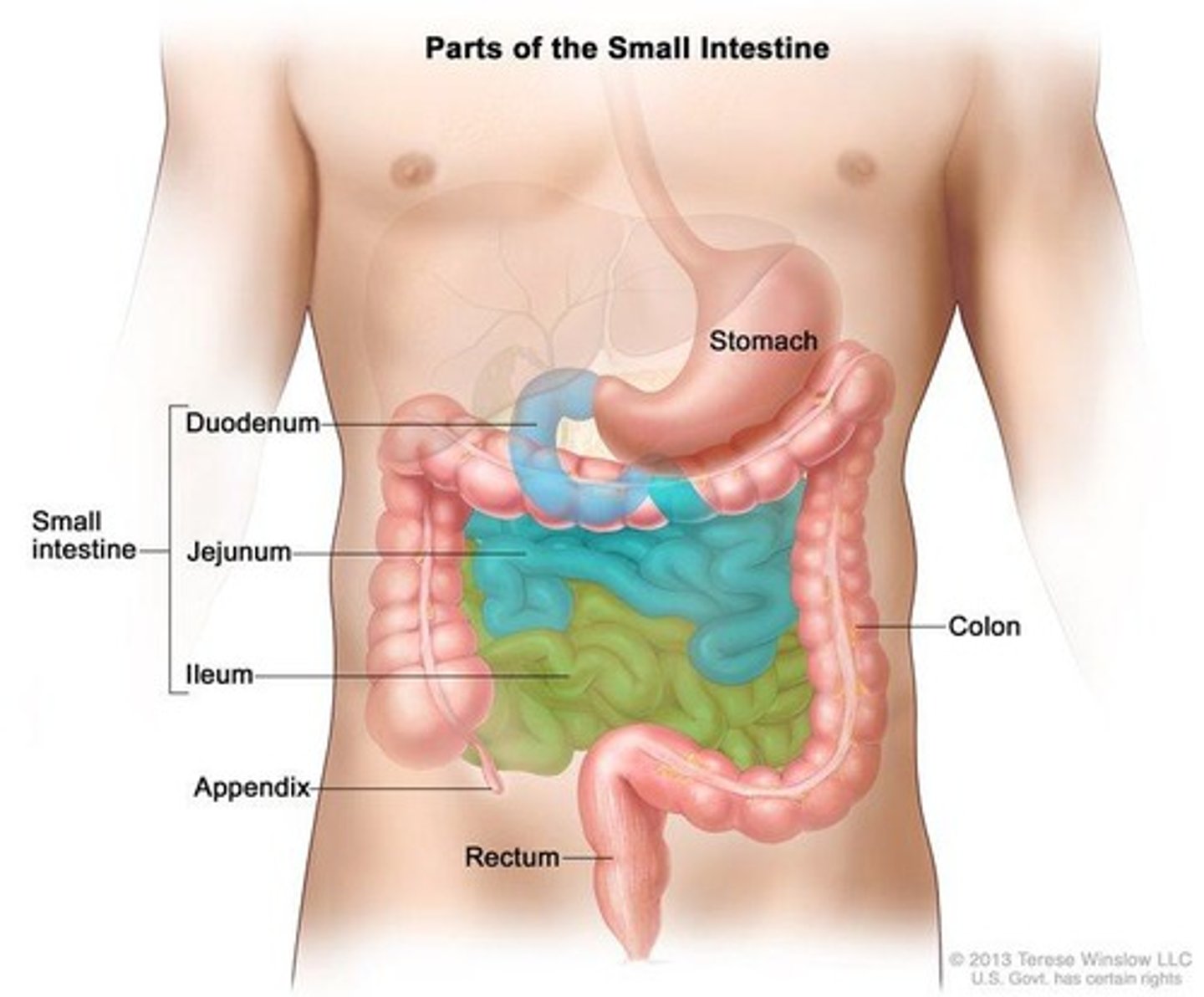 <p>First portion of the small intestine</p>