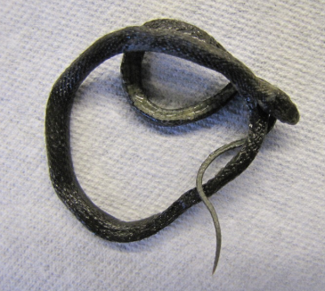 <p>Common name, Family, Scientific Name?</p>