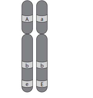 <p>Explain why alleles b and e are more likely to be inherited together than alleles A and e.</p>