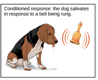 <p>What is learned behavior?</p>