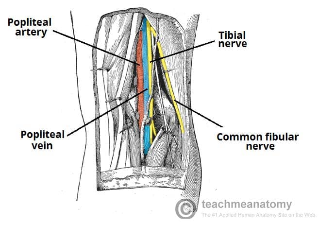 <p>Contents of Popliteal Fossa</p>