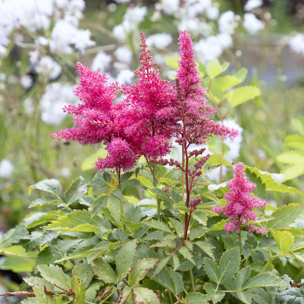 <p>Astilbe Arendsii-Gruppen</p>