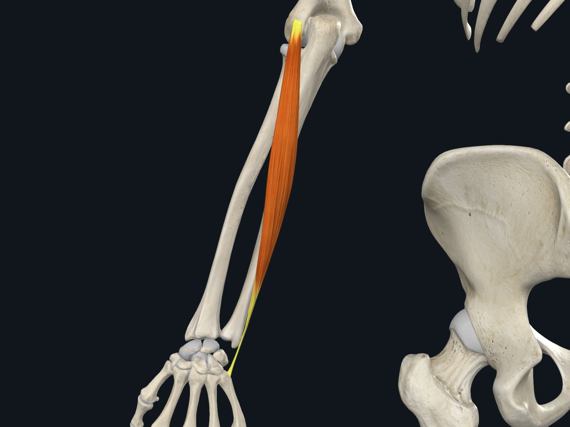 <p><span>&nbsp; · Origin: Lateral epicondyle of the humerus</span></p><p class="p1"><span>&nbsp; · Insertion: Base of 5th metacarpal bone</span></p><p class="p1"><span>&nbsp; · Nerve Supply: Deep branch of radial nerve</span></p><p class="p1"><span>&nbsp; · Action: Extends and adducts hand at wrist joint</span></p>
