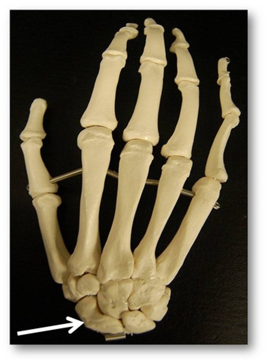 <p>-Located inferior the 1st metacarpal</p><p>- "Some"</p>