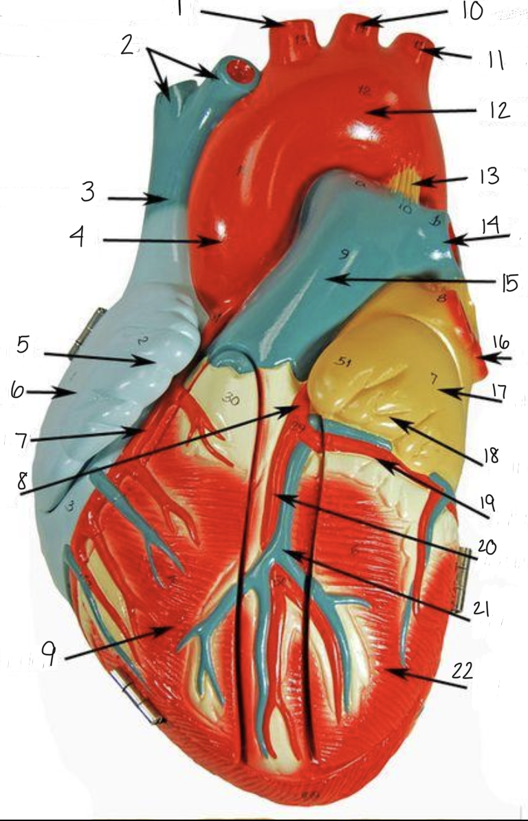 <p>8 </p>