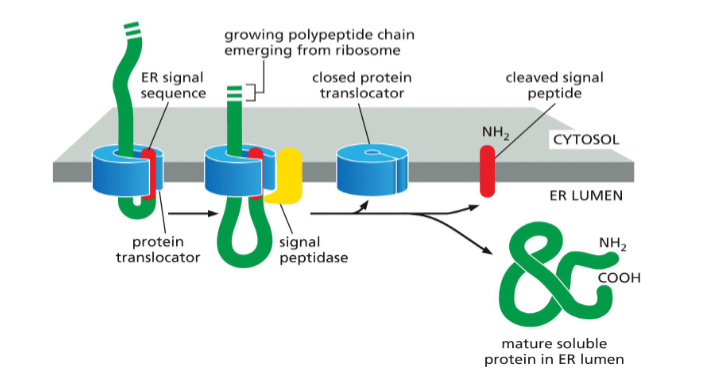<ol><li><p>the cleaved signal is ejected into the bilayer, where it is degraded</p></li><li><p>the translocated polypeptide (protein) is released as a soluble protein into the ER lumen</p></li></ol><p></p>