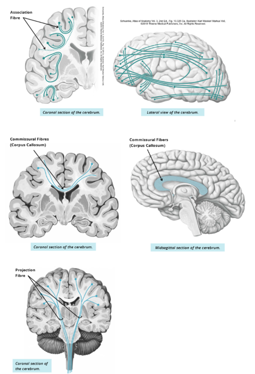 <p><strong>Association fibres</strong>: facilitate communication within one hemisphere.</p><p><strong>Commissural fibres</strong>: facilitate communication between the two hemispheres. The word “commissure” commonly refers to the site where two structures join. An example is a structure known as the corpus callosum, which runs horizontally to connect the two sides of the brain.</p><p><strong>Projection fibres</strong>: facilitate communication between different levels of the CNS, such as between the brain and spinal cord</p>