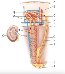 <p>Where is the Afferent glomerular arteriole?</p>