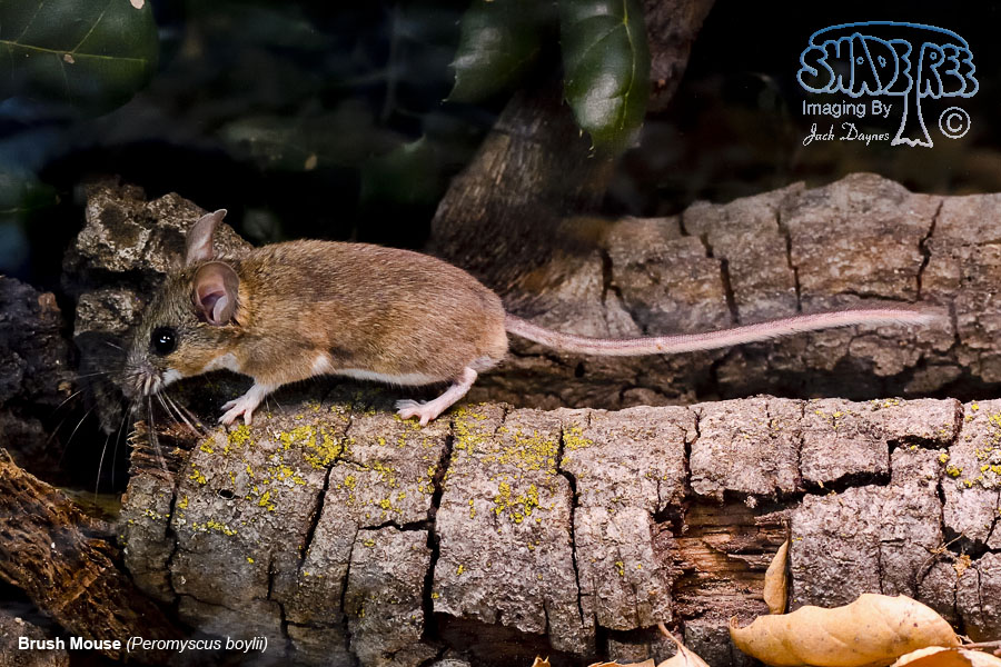 <p>Common name not needed - Up to Family level only</p><p>**Skin in lab</p>