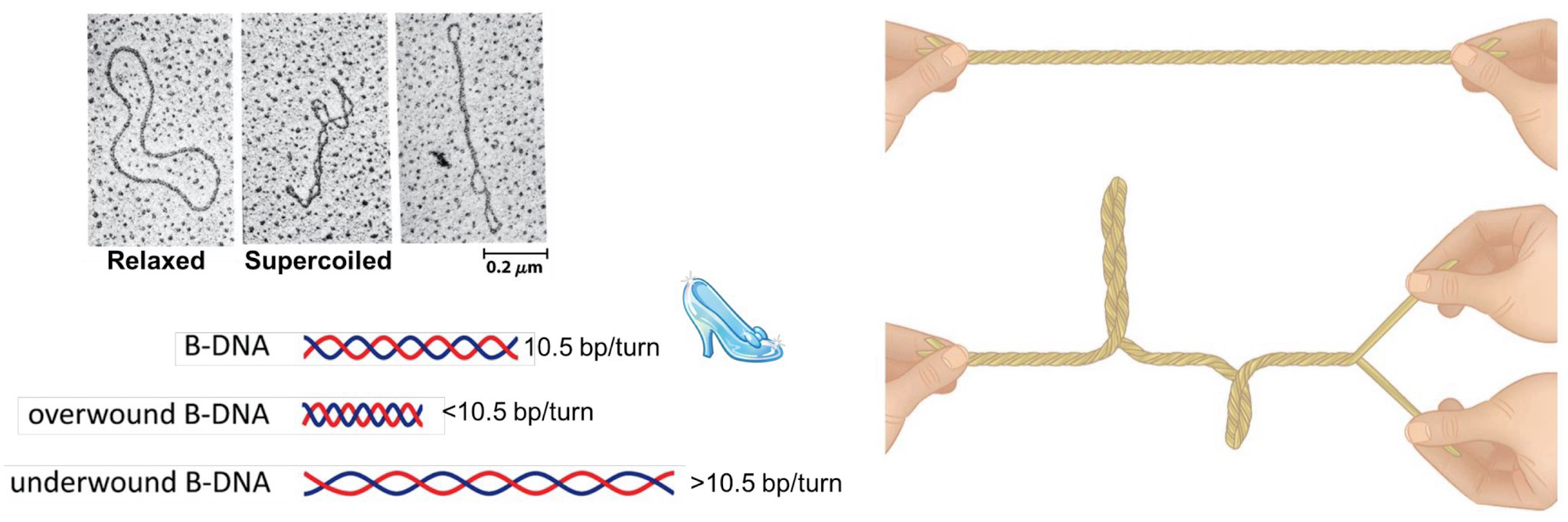 <p>Caused by torsional stress due to under/over-winding of DNA</p><p>Overwound B-DNA has <10.5 bp/turn</p><p>Underwound B-DNA has >10.5 bp/turn</p>