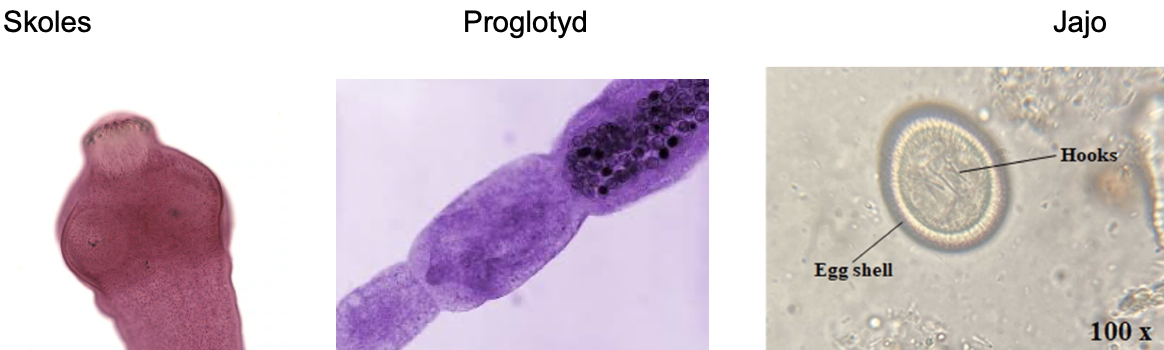 <p><strong>Echinococcus granulosus</strong> – mały skoleks z 4 przyssawkami i haczykami, cysty larwalne (bąblowce).</p>