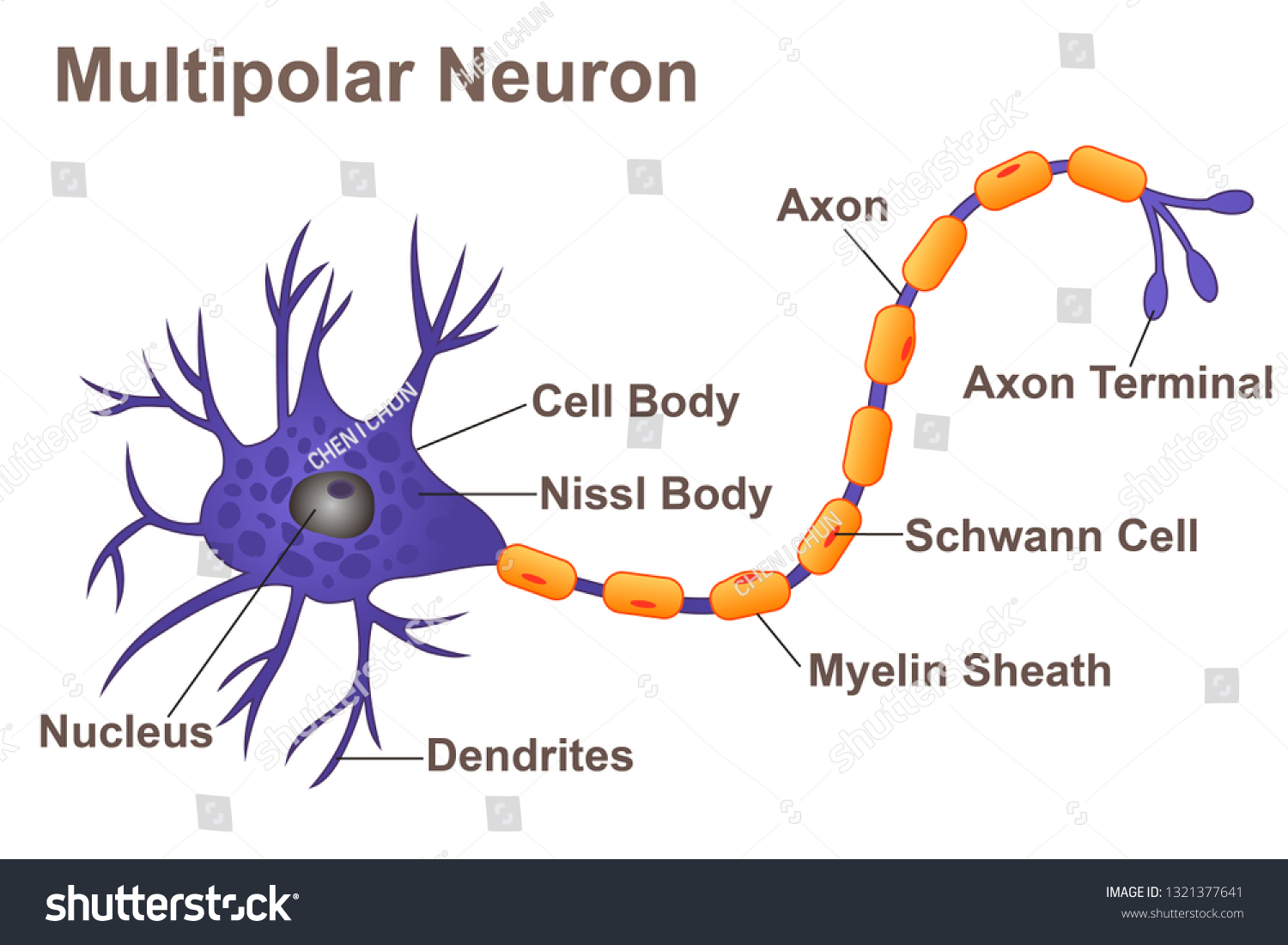 <p>Three Regions of multipolar neuron (left —> right)</p>