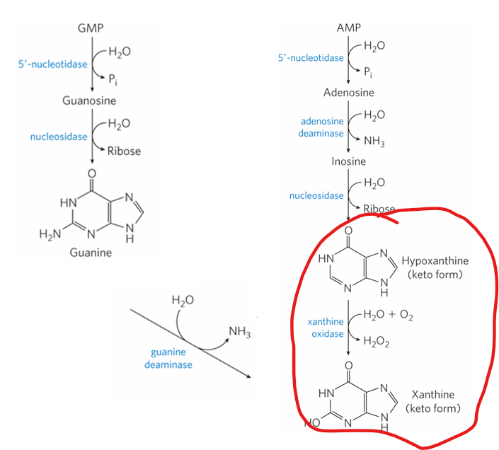 <ul><li><p>Purine nucleotides are also <strong>degraded</strong>, producing <strong>uric acid</strong> as the end product in humans. </p></li><li><p>GMP and AMP are first dephosphorylated to nucleosides (guanosine and adenosine). </p></li><li><p>Guanosine is then converted to guanine, which is deaminated to xanthine. </p></li><li><p>Adenosine is deaminated to inosine, which loses ribose to become hypoxanthine</p></li></ul><p></p><p>What happens to hypoxanthine </p><p></p>