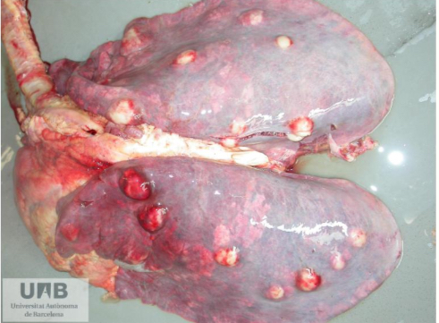 <p>Severe pyogranulomatous pneumonia in a horse</p>