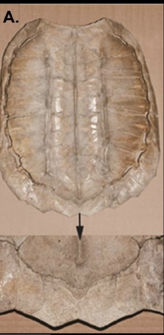 <p>W <span data-name="mount_fuji" data-type="emoji">🗻</span> caudal notch</p>