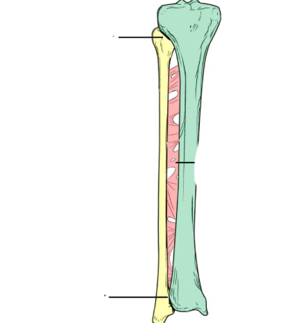 <p>Where is the <span><span>Proximal Tibiofibular Joint</span></span></p>