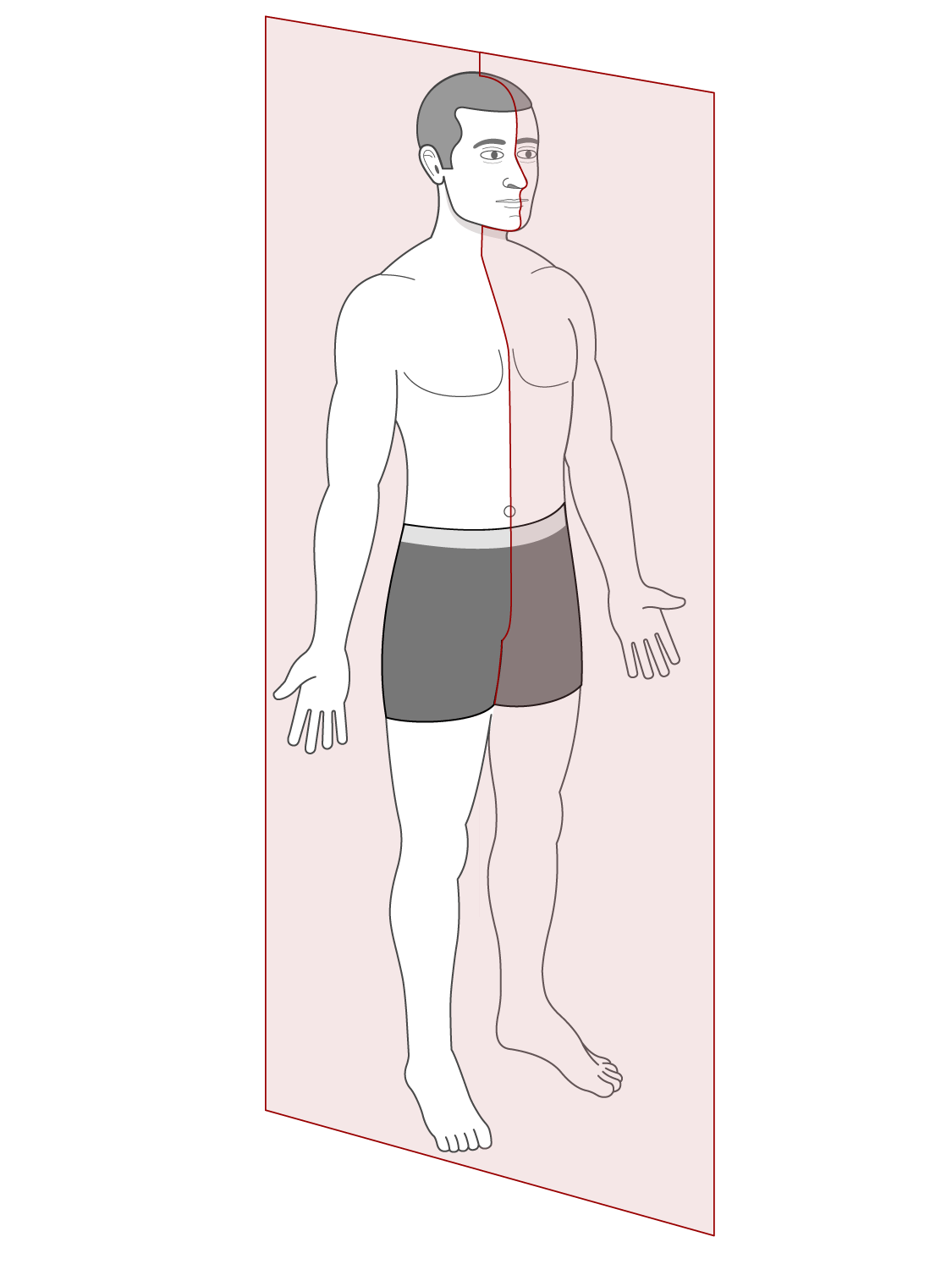 <p>Divides the body into left and right portions </p><ul><li><p>The midsagittal plane cuts the body exactly in the center</p></li></ul><p></p>