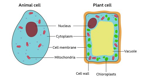 Plant cell labels: cell wall, cell membrane, cytoplasm, nucleus, mitochondria, ribosomes, chloroplasts and large permanent vacuole. Animal cell labels: cell membrane, cytoplasm, nucleus, mitochondria and ribosomes.
