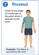 <p>Closer to the trunk or to where a limb attaches to the body.<br>Example: The elbow is proximal to the wrist.</p>
