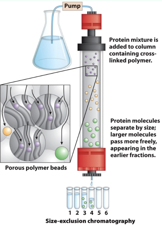 <p>What is gel filtration chromatography?</p>