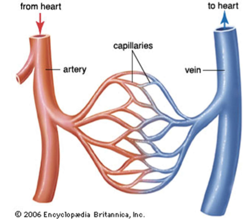 <p>Which side, arterial or venous, is oncotic pressure highest?</p>