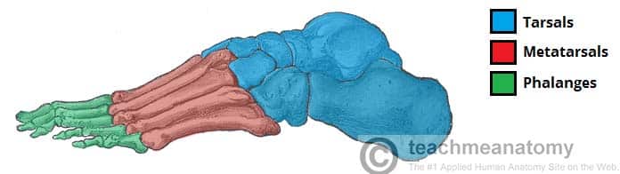 <p>The bones of the sole of the foot. ๐ VISUAL LOCATION: ๐ฆถ The middle length of the foot (the arch and sole).</p><img src="https://upload.wikimedia.org/wikipedia/commons/thumb/e/ec/Metatarsal_bones.png/500px-Metatarsal_bones.png" data-width="50%" data-align="center" alt="Metatarsals Location" style="display: block; width: 50%; margin-left: auto; margin-right: auto;"><p></p>