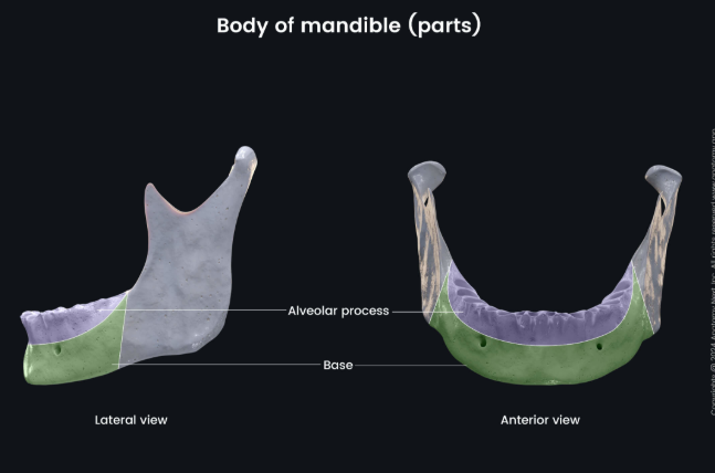 <p>What is the name of the colored structure?</p>